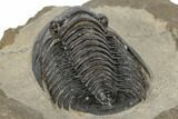 Dalejeproetus Trilobite - Uncommon Moroccan Proetid #189838-4